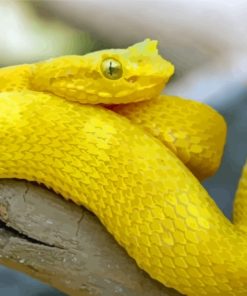 Yellow Snake Reptile Diamond Painting