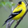 Yellow Finch Bird Diamond Painting