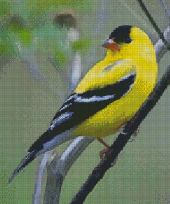 Yellow Finch Bird Diamond Painting