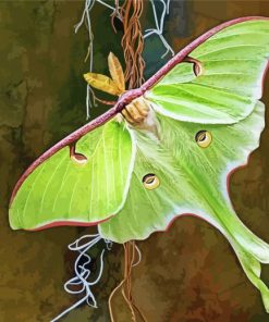 Aesthetic Luna Moth Diamond Painting