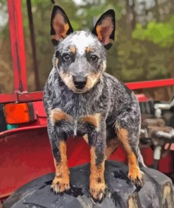 Cute Blue Healer Diamond Painting