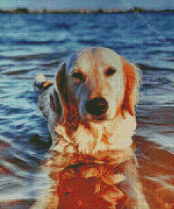 Golden Retriever Enjoying The Summer Diamond Painting