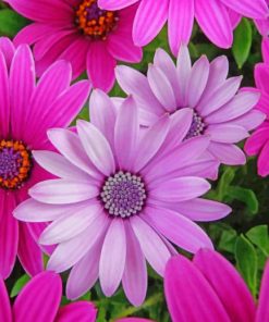 Pink And Purple Daisies Diamond Painting