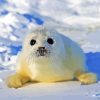 White Harp Seal Animal Diamond Painting