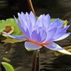 Blue Waterlily Diamond Painting