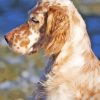 Caramel English Setter Diamond Painting