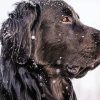 Close Up Black Golden Retriever In Snow Side View Diamond Painting