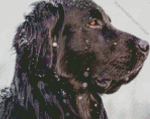 Close Up Black Golden Retriever In Snow Side View Diamond Painting