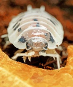 Isopod Face Diamond Painting