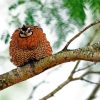 Bobwhite Quail On Tree Branch Diamond Painting