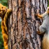 Cat And Squirrel Holding A Tree With Diamond Painting