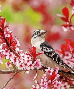 Downy Woodpecker Diamond Painting