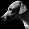 Lurcher Monochrome Dog Diamond Painting