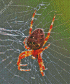 Red Orange Garden Spider Diamond Painting