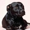 Staffordshire Bull Terrier Dogs Diamond Painting