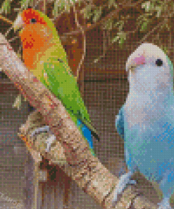 Aesthetic Agapornis Birds Diamond Painting