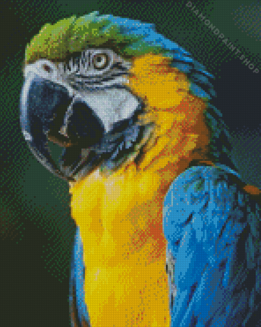 Blue And Gold Macaw Parrot Diamond Painting