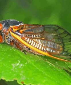 Cicadas Insect Diamond Painting