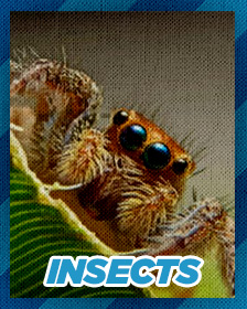 Insects