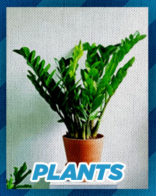 Plants