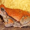 African Red Toad Diamond Painting