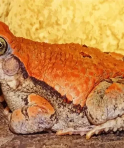 African Red Toad Diamond Painting