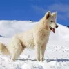 American White Shepherd In Snow Diamond Painting
