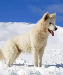 American White Shepherd In Snow Diamond Painting