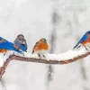 Birds Snowy Brunch Diamond Painting
