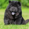 Black Chow Chow Puppy Diamond Painting