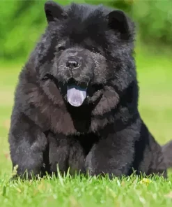 Black Chow Chow Puppy Diamond Painting