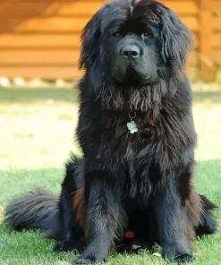 Black Newfoundland Dog Diamond Painting