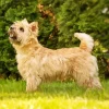 Blonde Cairn Terrier Dog Diamond Painting