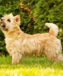 Blonde Cairn Terrier Dog Diamond Painting