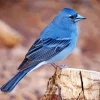 Blue Canary Finch Bird Diamond Painting