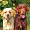 Chocolate And Yellow Labs Diamond Painting