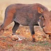 Common Warthog Diamond Painting