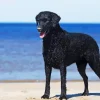 Curly Coated Retriever At Beach Diamond Painting