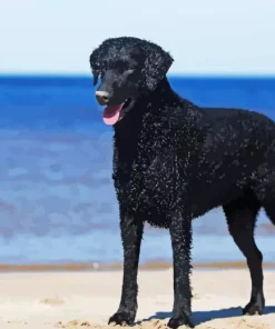 Curly Coated Retriever At Beach Diamond Painting