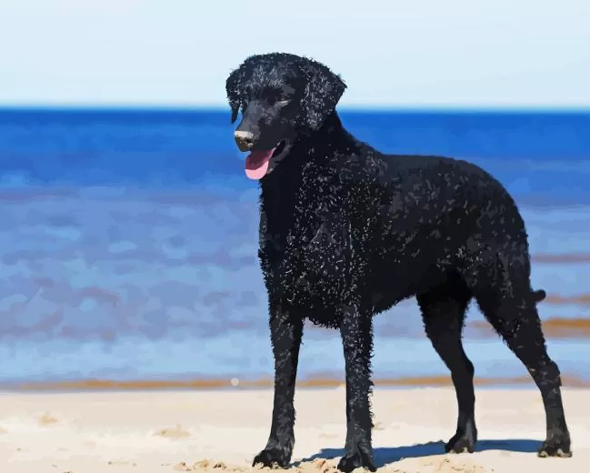 Curly coated retriever at beach Diamond With Numbers Curly Coated Retriever At Beach Diamond Painting