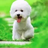 Cute Bichon Puppy Diamond Painting