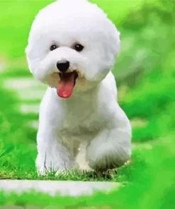 Cute Bichon Puppy Diamond Painting