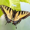 Eastern Tiger Swallowtail Butterfly Diamond Painting