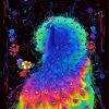Fantasy Colorful Peacock Diamond Painting