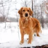 Golden Retriever In Snow Diamond Painting