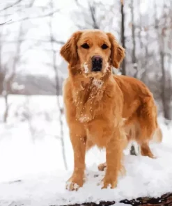 Golden Retriever In Snow Diamond Painting