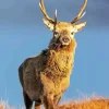 Highland Stag Deer Diamond Painting