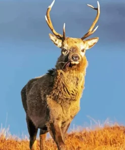 Highland Stag Deer Diamond Painting