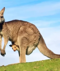 Kangaroo In Pouch Diamond Painting