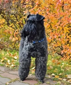 Kerry Blue Terrier With Autumn Leaves Diamond Painting
